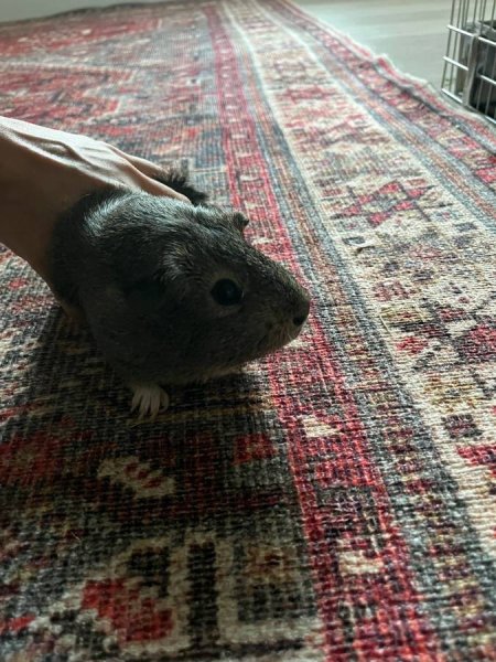 Two Sweet Guinea Pigs + Cage + Supplies