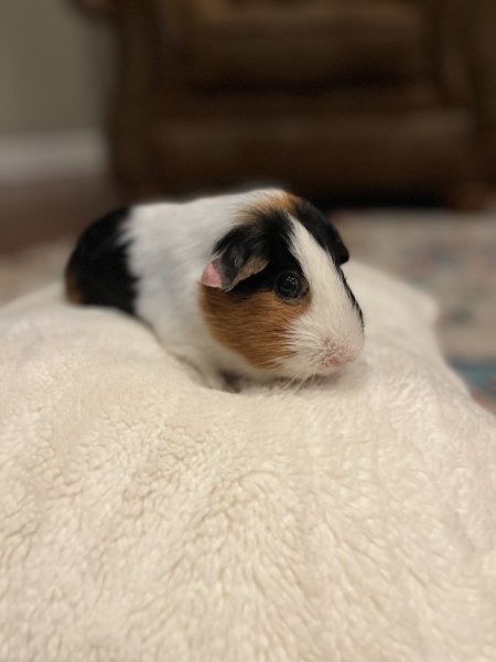 Female sweetheart