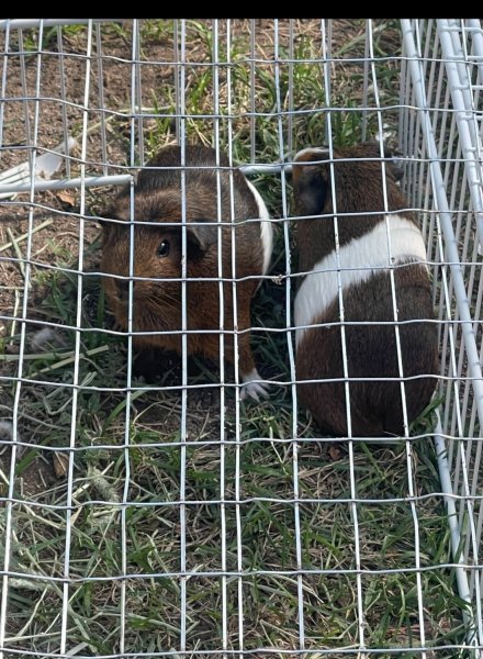 Two female guinea pigs needing a new home