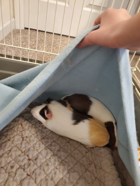 Two Bonded Femail Guinea Pigs