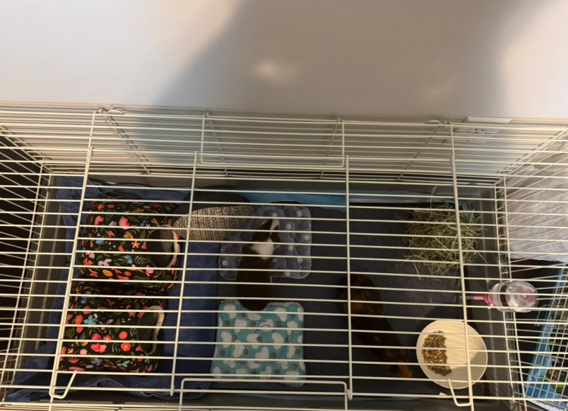 2 Male Guinea A Year and A Half!