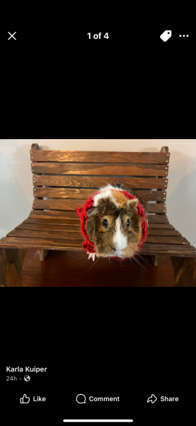 Rehoming Rocket and Jack. Separated .