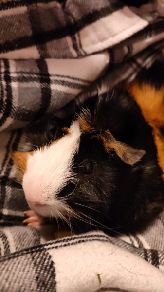 Young Dominant male guinea pig Sanjay