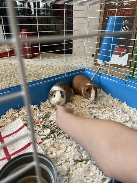 2 adorable Male Guineas to rehome