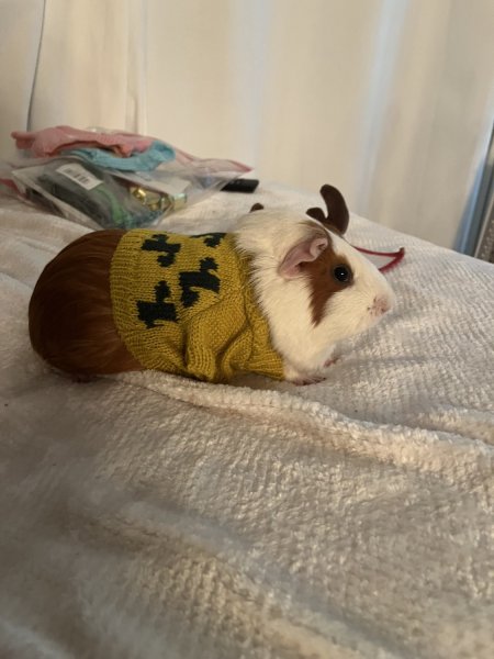 Two Bonded Female Guinea Pigs