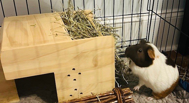 Female lost her sister needs a home with other pigs