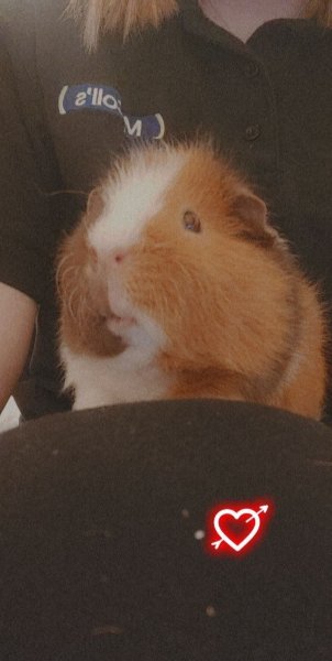 Two guinea pigs looking for a new home.