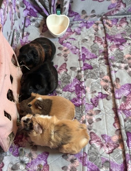 4 Bonded Guinea Pigs + Enclosure