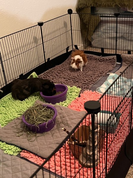 2 young and charismatic female guinea pigs