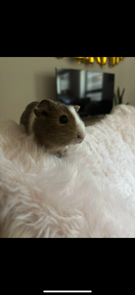 Female 1 Year Old Guinea Pig
