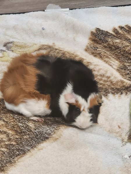 Male guinea pig Kingsburg ca