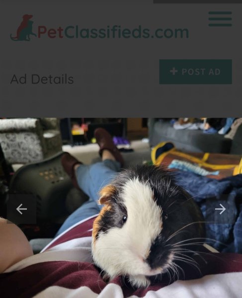 Two Guinea Pigs w/ c&amp;amp;c cage