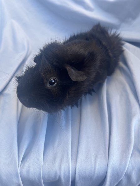 2 Male Guinea Pigs Rehoming 1 year old.