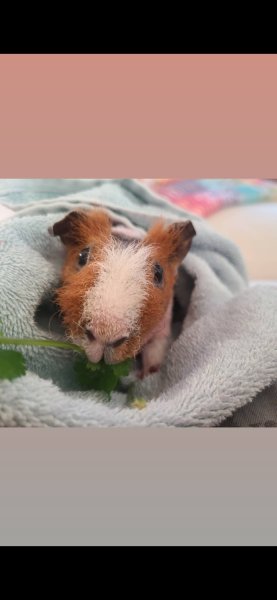 Young Male Skinny Pig - sweetest boy ever!