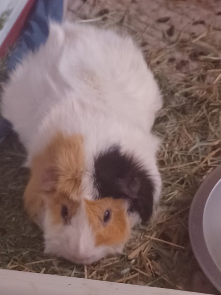 Rehoming 2-4 guinea pigs. 2 male and 2 female