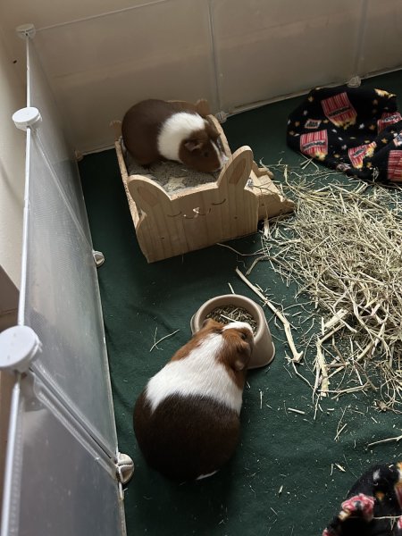 Two Bonded Sisters 2.5 Years Old