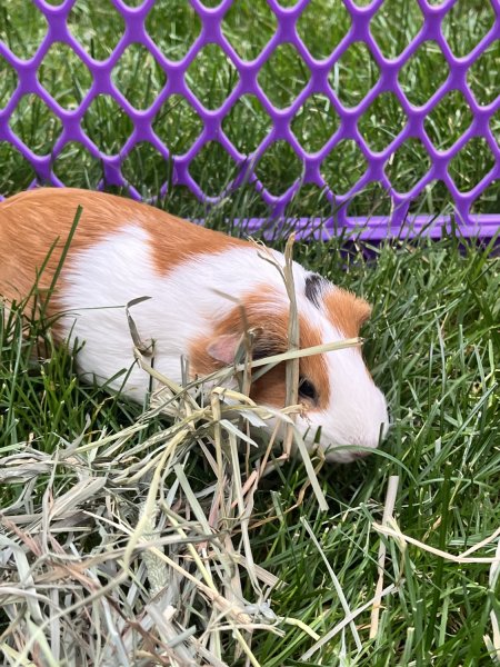 Bonded female sisters need a forever home