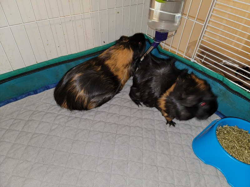 Pair of piggies with everything but the cage