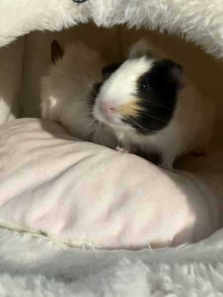 Max and Elvis