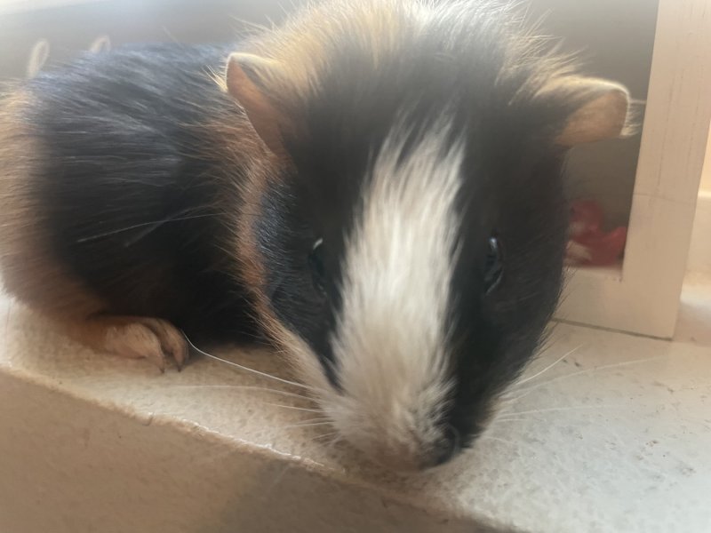 Son and Father Guinea Pig Duo