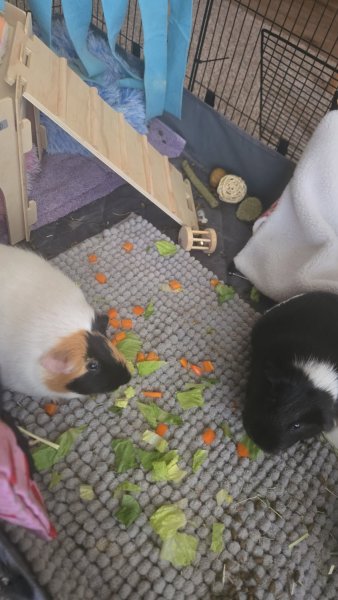 Fresno area, two healthy adult female pigs