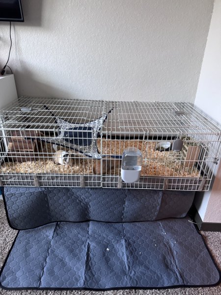 2 male guinea pigs needing a home