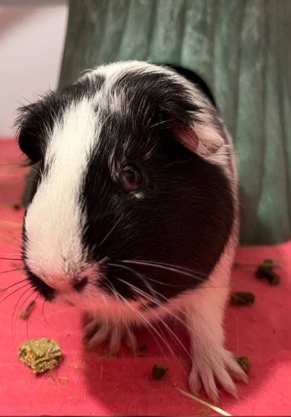 Oreo and Mocha - 2 male piggies
