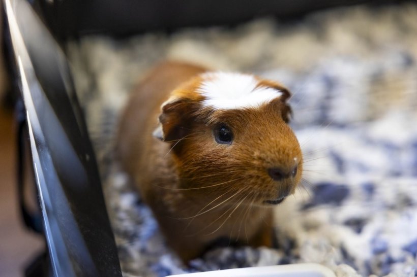One Guinea Pig W/Cage + Accessories