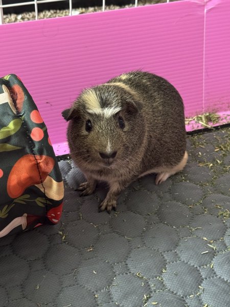 pair of boys in canton ga