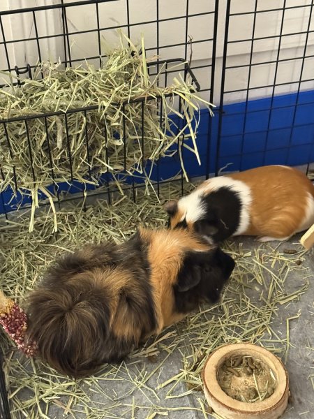 Two male piggies need a good loving home