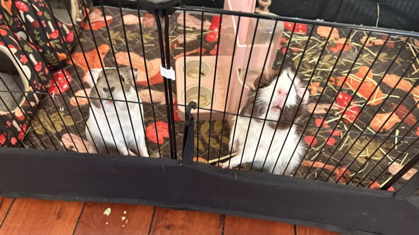 2  young girl gunia pigs