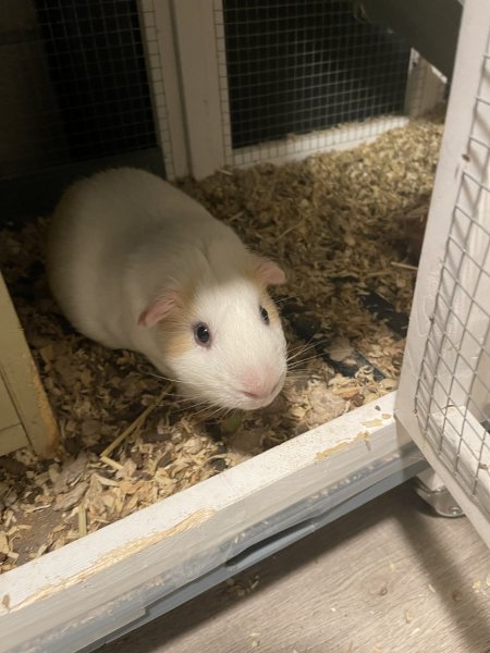 Guinea Pig Needs Home