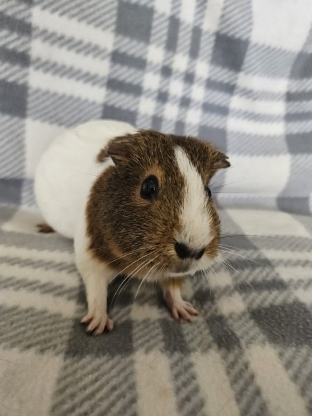 Luna, 3 year old female
