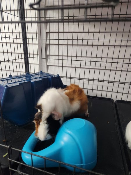 Gizmo and Penny (2 loving female guineas)