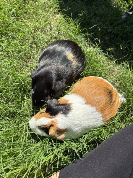 2 Female Guineas looking for a new home