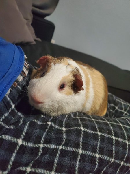 Lonely male piggy for rehoming