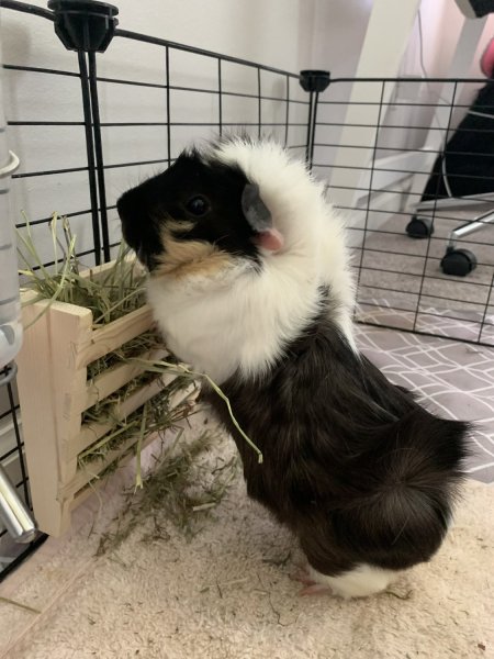 Adorable guinea pig looking for a caring home
