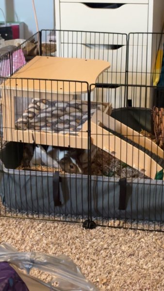 2 male guinea pigs in need of forever home