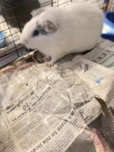 White &amp;amp; gray 2yr old male Guinea pig