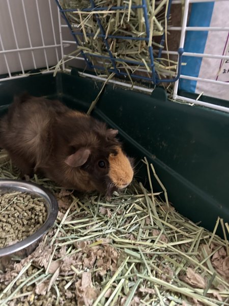 2 Abyssinian Guinea Pig Sisters