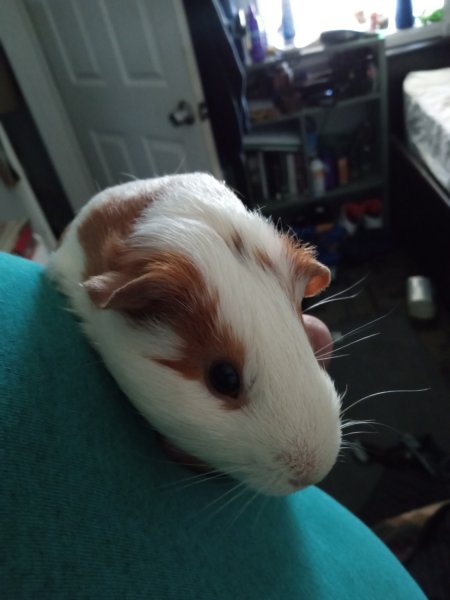 Three little boys in need of a home.