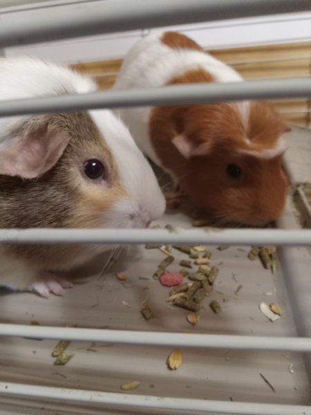2 Female Guinea Pigs, 3 Years old