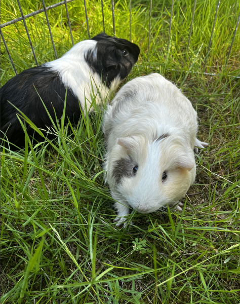 Re-homing two male guinea pigs !!