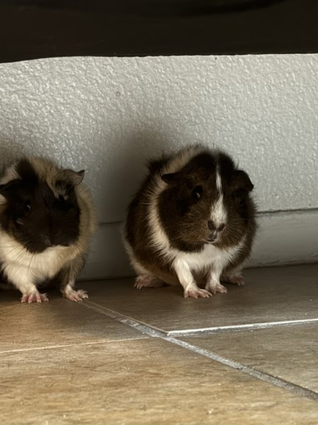 Two One Year Old Girls