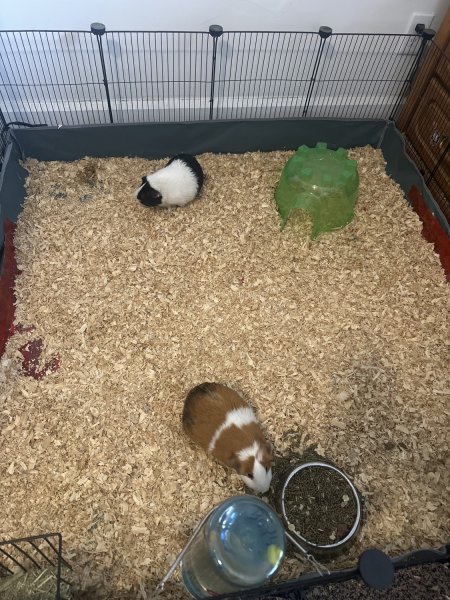 2 Male Piggies they are a pair