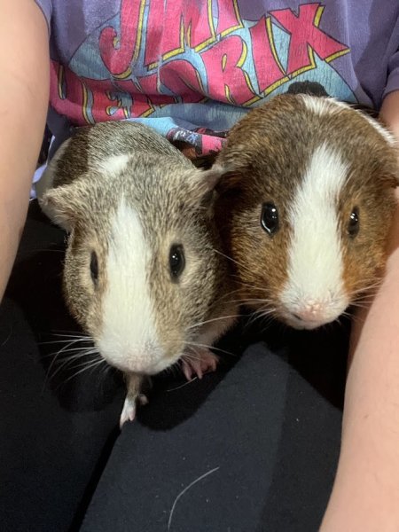 (2) Bonded Male Guinea Pigs