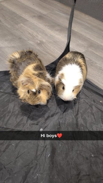 2 Males looking for their forever home
