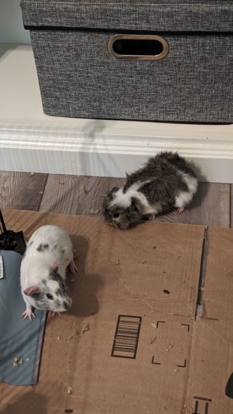 Two sweet female guinea pigs need a new home