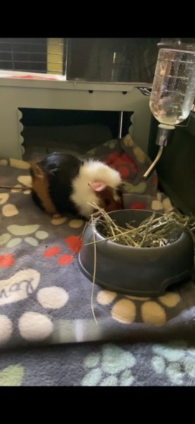 Cute guinea pig