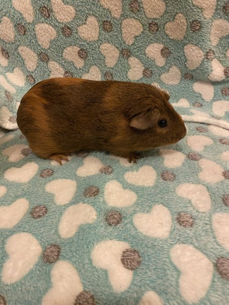 Female Guinea pigs